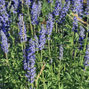 Close-up of vibrant purple lavender flowers in a green garden.